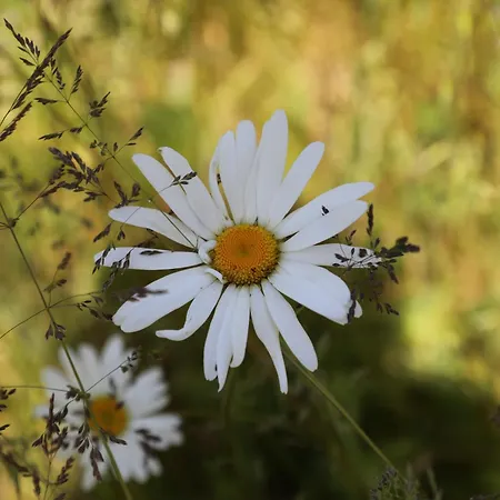 Montgolfiere 4 Personnes * Châtellerault
