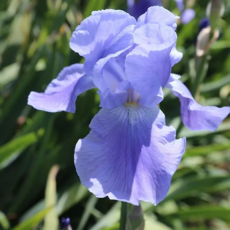 Montgolfiere 4 Personnes