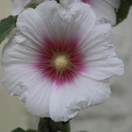 Vakantiehuis Montgolfiere 4 Personnes *