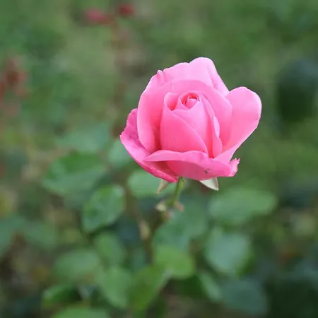 Montgolfiere 4 Personnes Vakantiehuis Châtellerault