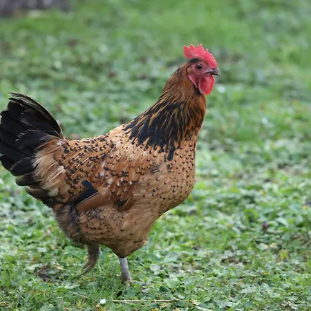 Montgolfiere 4 Personnes