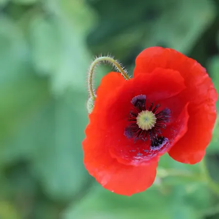 Vakantiehuis Montgolfiere 4 Personnes Châtellerault