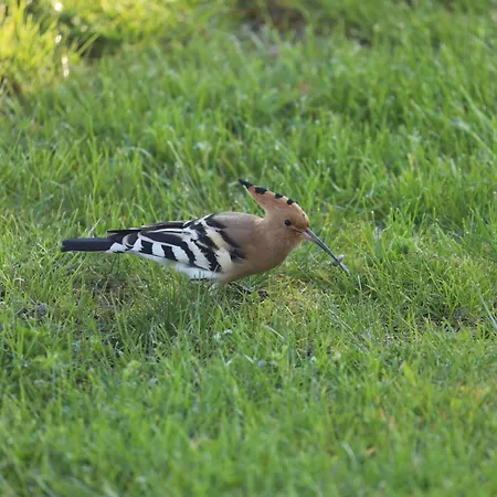 Montgolfiere 4 Personnes * Châtellerault