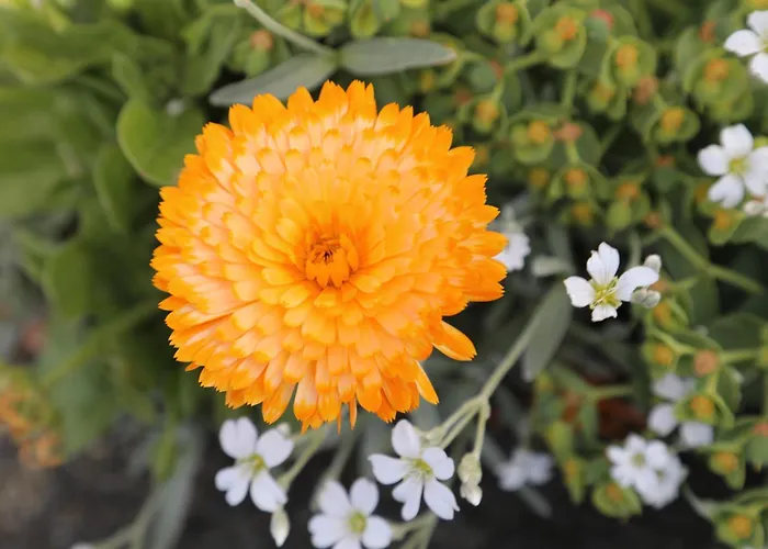 Montgolfiere 4 Personnes *