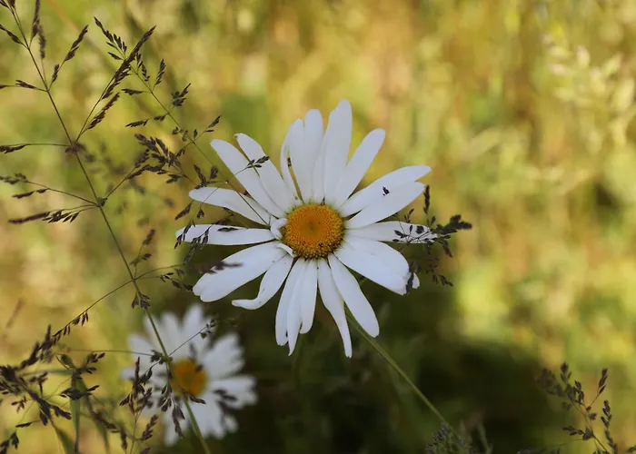 Montgolfiere 4 Personnes * Châtellerault