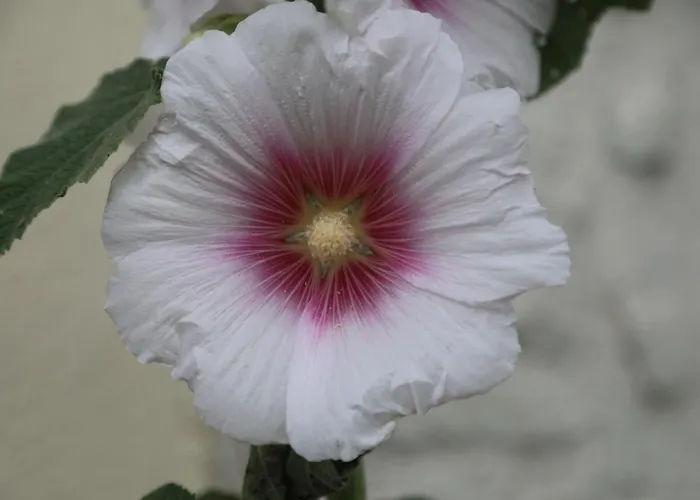 Сasa de vacaciones Montgolfiere 4 Personnes *