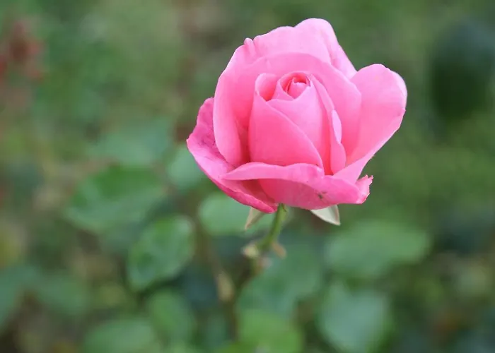 Montgolfiere 4 Personnes Сasa de vacaciones Châtellerault