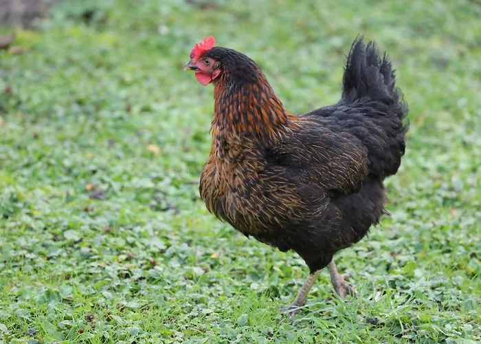 Montgolfiere 4 Personnes * Châtellerault