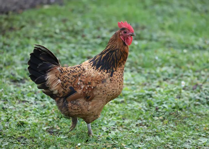 Montgolfiere 4 Personnes