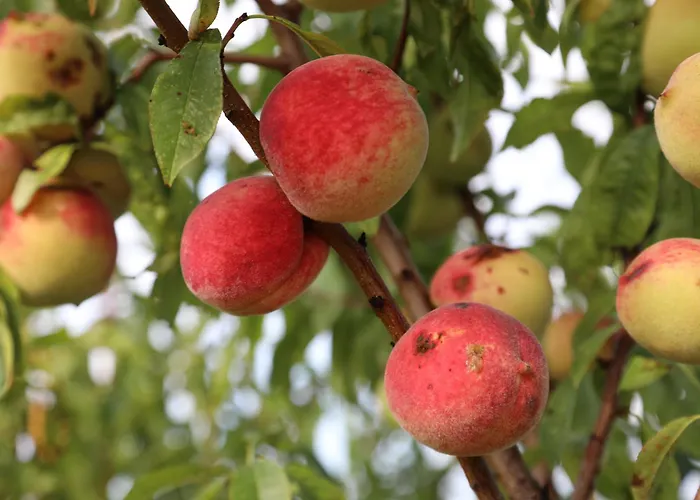 Сasa de vacaciones Montgolfiere 4 Personnes
