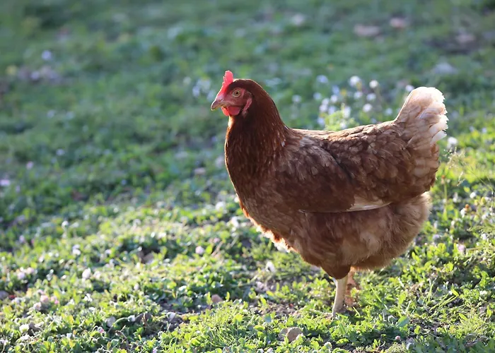 Montgolfiere 4 Personnes Сasa de vacaciones Châtellerault