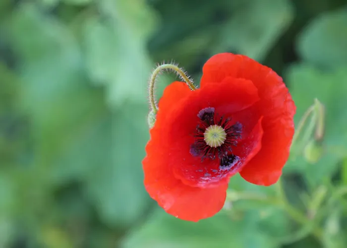 Сasa de vacaciones Montgolfiere 4 Personnes Châtellerault