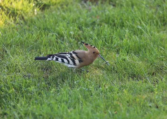 Montgolfiere 4 Personnes * Châtellerault